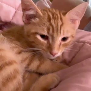 Meet your Posher, Tyler